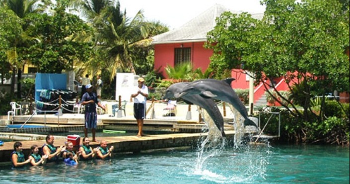 Dolphin swim adventure Tortola
